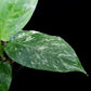 variegated Schismatoglottis sp. potted plant sale Singapore leaf detail
