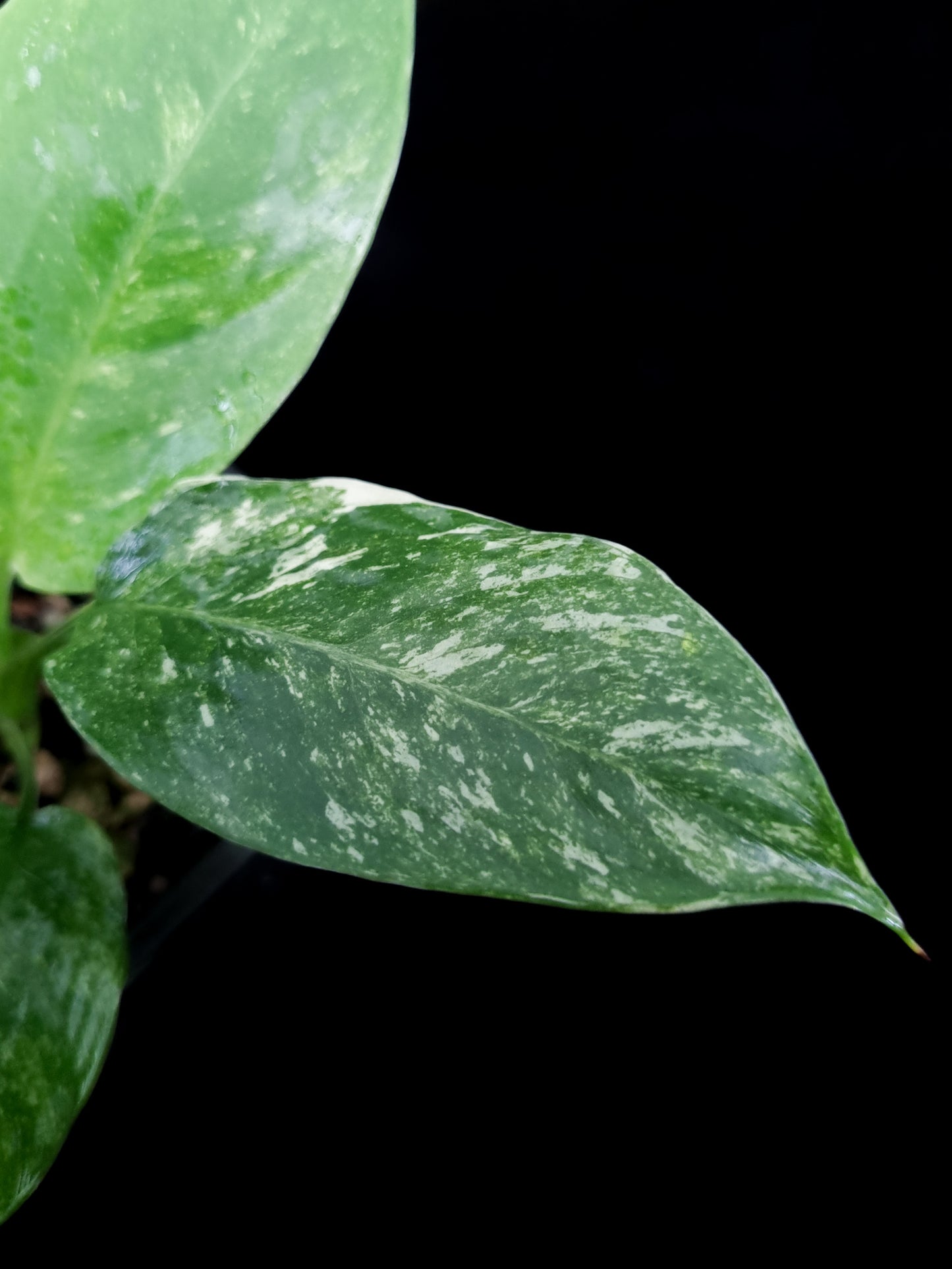 variegated Schismatoglottis sp. potted plant sale Singapore leaf detail