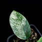 variegated Schismatoglottis sp. potted plant sale Singapore leaf detail