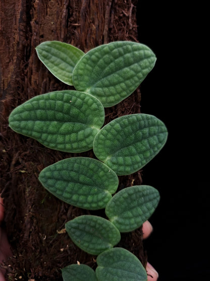 Rhaphidophora tenuis silver sale Singapore leaf detail