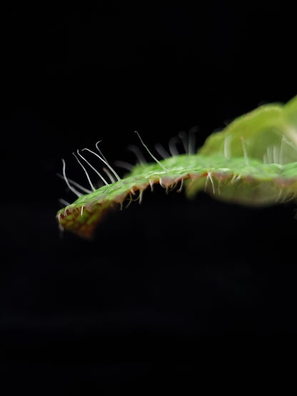Begonia longiciliata sizemoreae sale SIngapore potted plant leaf detail