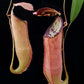 Nepenthes (gracilis x sumatrana) pitcher plant sale Singapore potted plant
