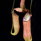 Nepenthes (gracilis x sumatrana) pitcher plant sale Singapore potted plant