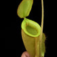 Nepenthes x hookeriana pitcher plant sale Singapore potted plant carnivorous plant top view