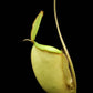 Nepenthes x hookeriana pitcher plant sale Singapore potted plant carnivorous plant side view
