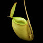 Nepenthes x hookeriana pitcher plant sale Singapore potted plant carnivorous plant side view