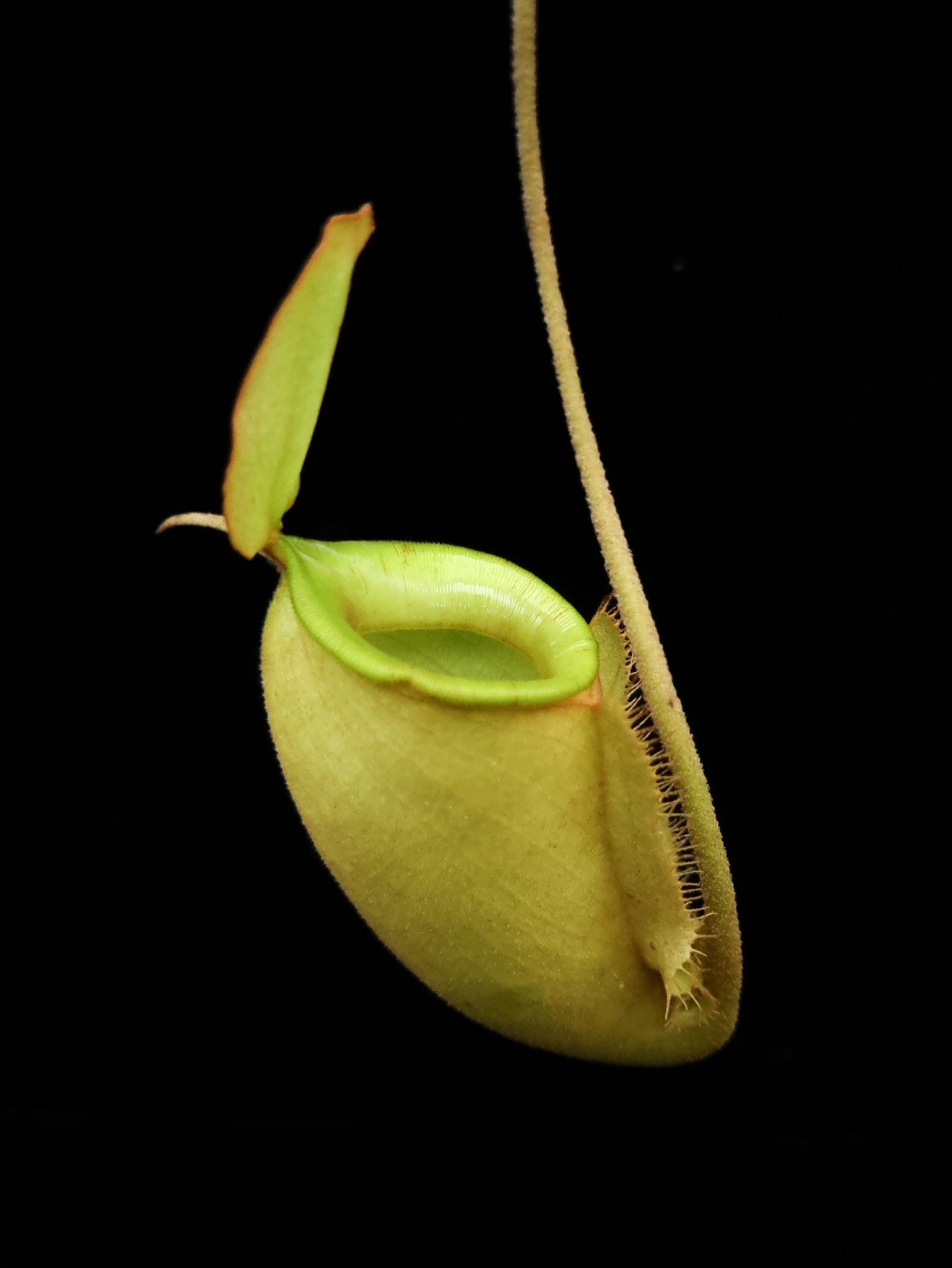 Nepenthes x hookeriana pitcher plant sale Singapore potted plant carnivorous plant side view