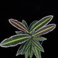 Ardisa Labisia Emblemantha sale Singapore potted plant top view