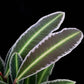Ardisa Labisia Emblemantha sale Singapore potted plant leaf detail