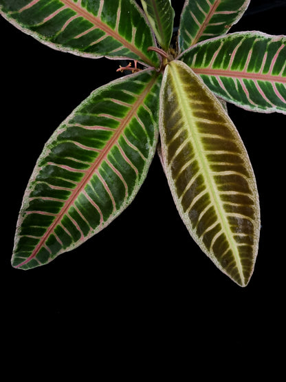 Ardisa Labisia Emblemantha sale Singapore potted plant leaf detail