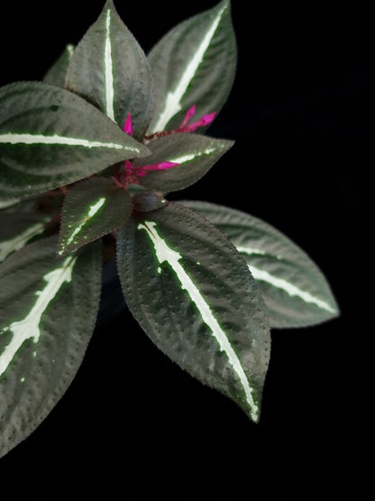 Sonerila sp. jungle plant sale Singapore leaf detail