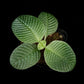 Streblosa bullata jungle plant sale Singapore top view