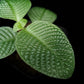Streblosa bullata jungle plant sale Singapore leaf detail