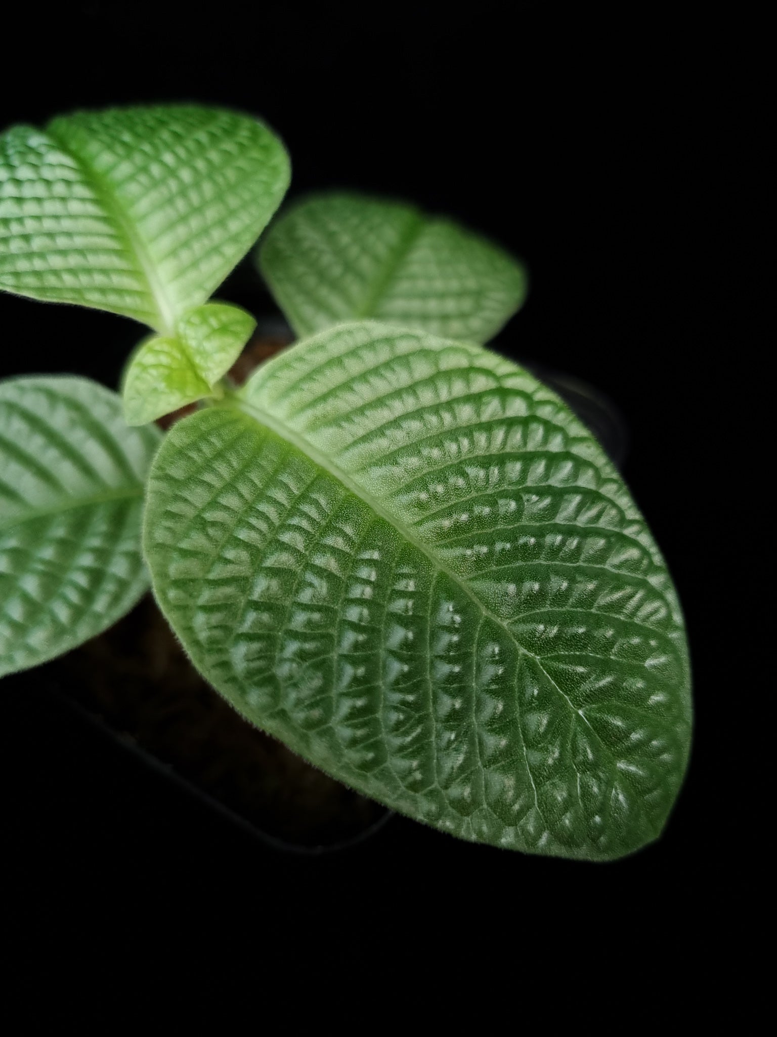 Streblosa bullata jungle plant sale Singapore leaf detail