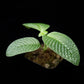 Streblosa bullata jungle plant sale Singapore side view