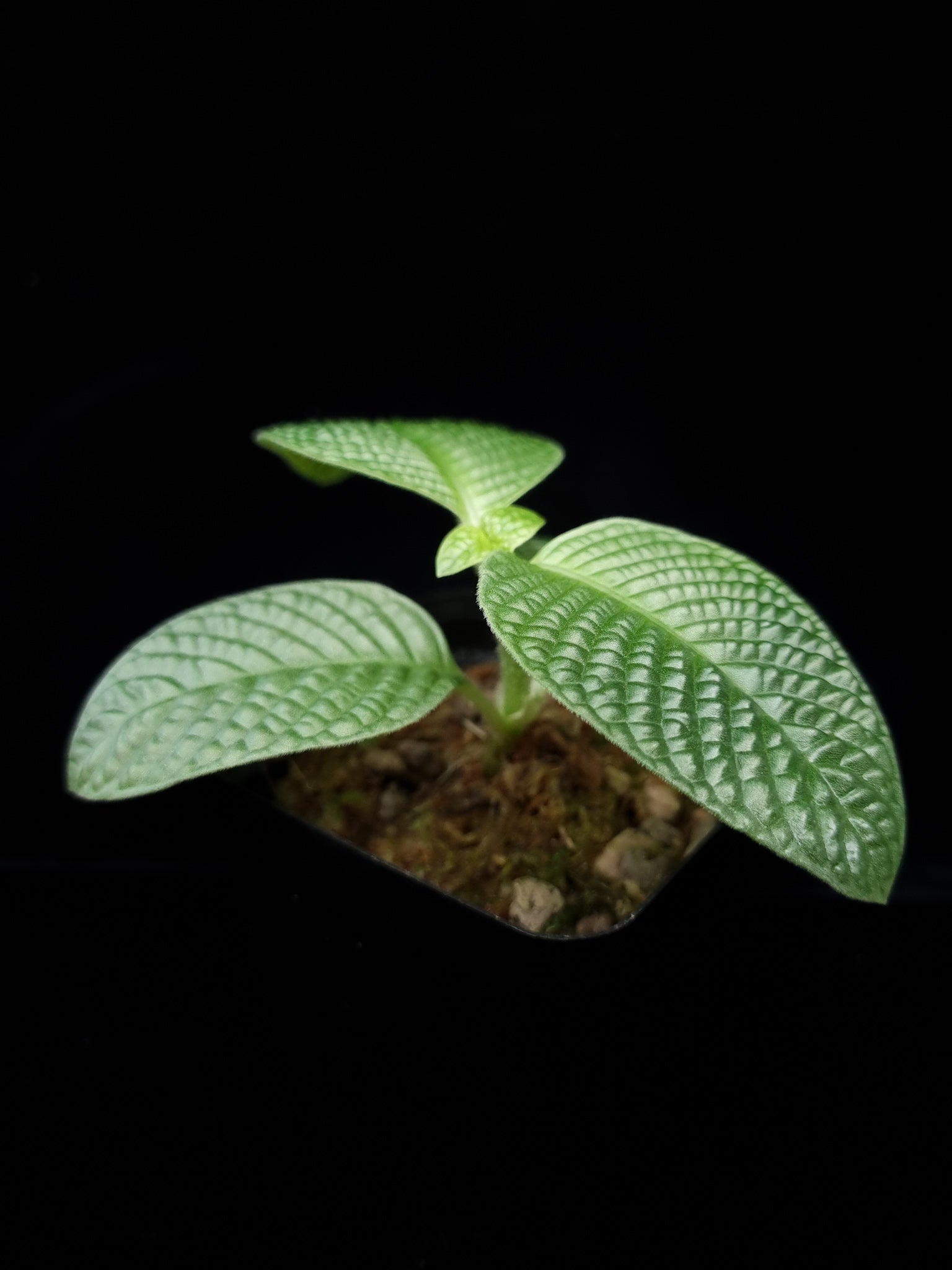 Streblosa bullata jungle plant sale Singapore side view