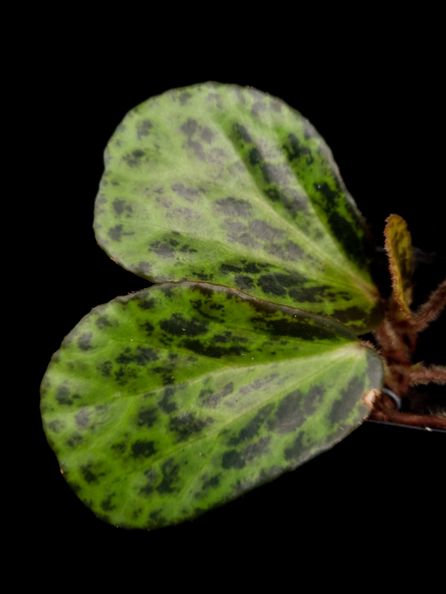 begonia blancii sale singapore potted plant leaf detail