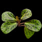 begonia blancii sale singapore potted plant top view