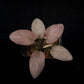 Lagenandra meeboldii 'Bleeding Heart' potted plant Singapore sale top view