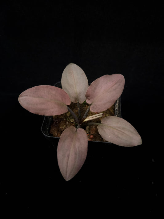 Lagenandra meeboldii 'Bleeding Heart' potted plant Singapore sale top view
