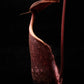 Nepenthes rafflesiana pitcher plant carnivorous plants sale Singapore side view