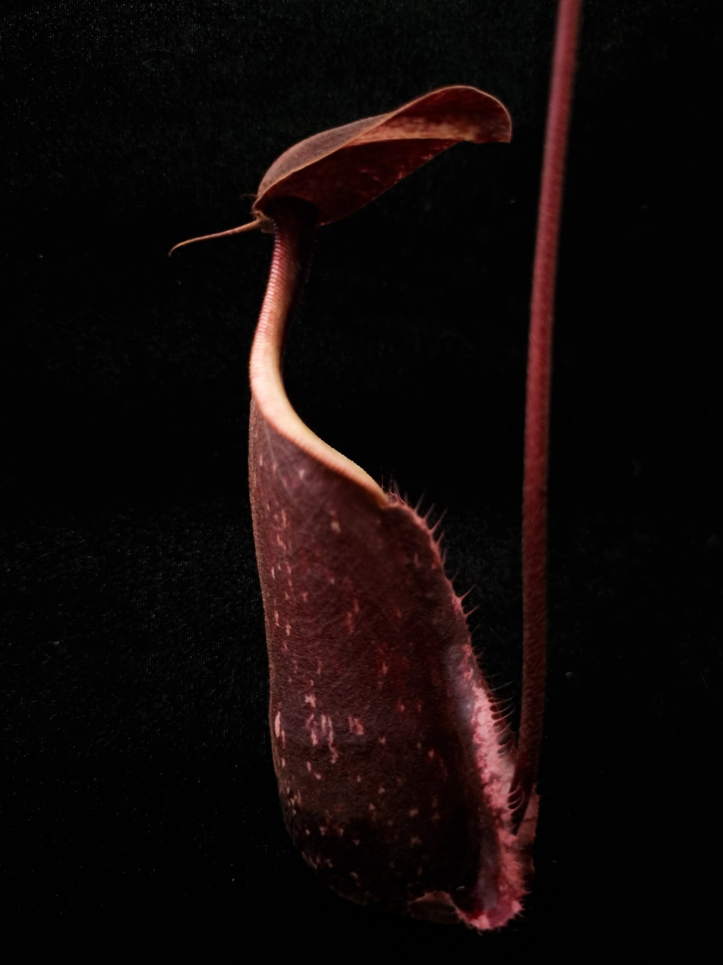 Nepenthes rafflesiana pitcher plant carnivorous plants sale Singapore side view
