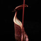 Nepenthes rafflesiana pitcher plant carnivorous plants sale Singapore side view