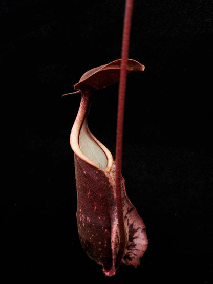 Nepenthes rafflesiana pitcher plant carnivorous plants sale Singapore side view