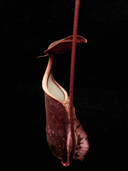 Nepenthes rafflesiana pitcher plant carnivorous plants sale Singapore side view