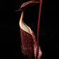 Nepenthes rafflesiana pitcher plant carnivorous plants sale Singapore side view