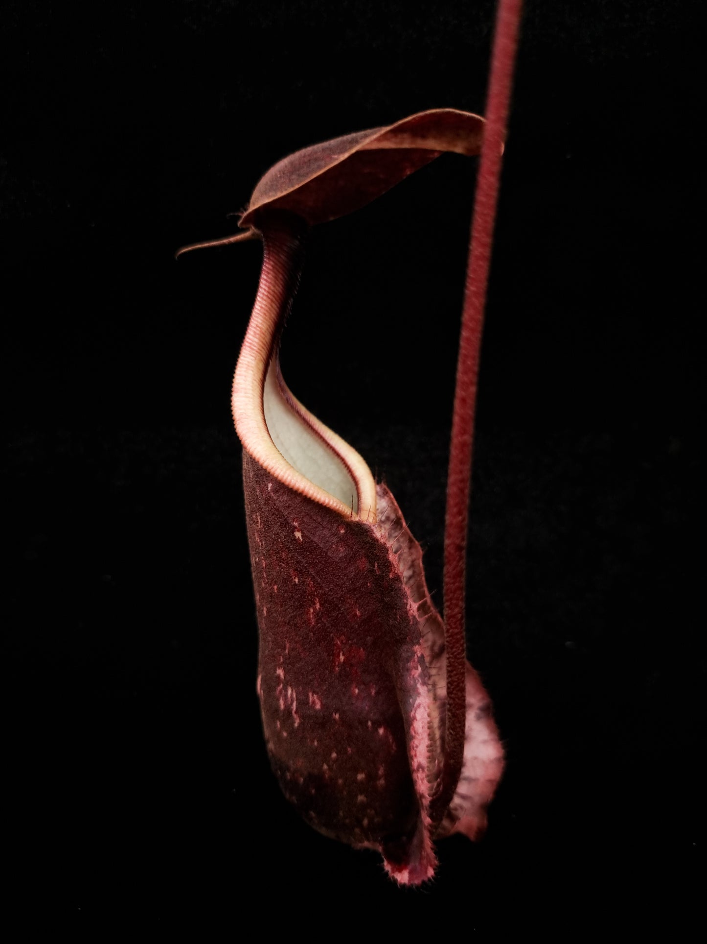 Nepenthes rafflesiana pitcher plant carnivorous plants sale Singapore side view