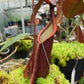 Nepenthes rafflesiana pitcher plant carnivorous plants sale Singapore side view