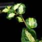 Variegated Ficus sp. sale Singapore potted plant leaf detail