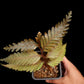 Selaginella sp. sale Singapore potted plant top view