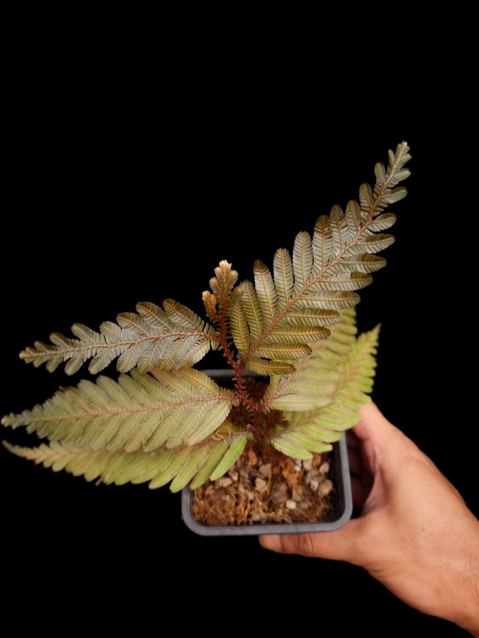 Selaginella sp. sale Singapore potted plant top view