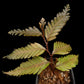 Selaginella sp. sale Singapore potted plant side view