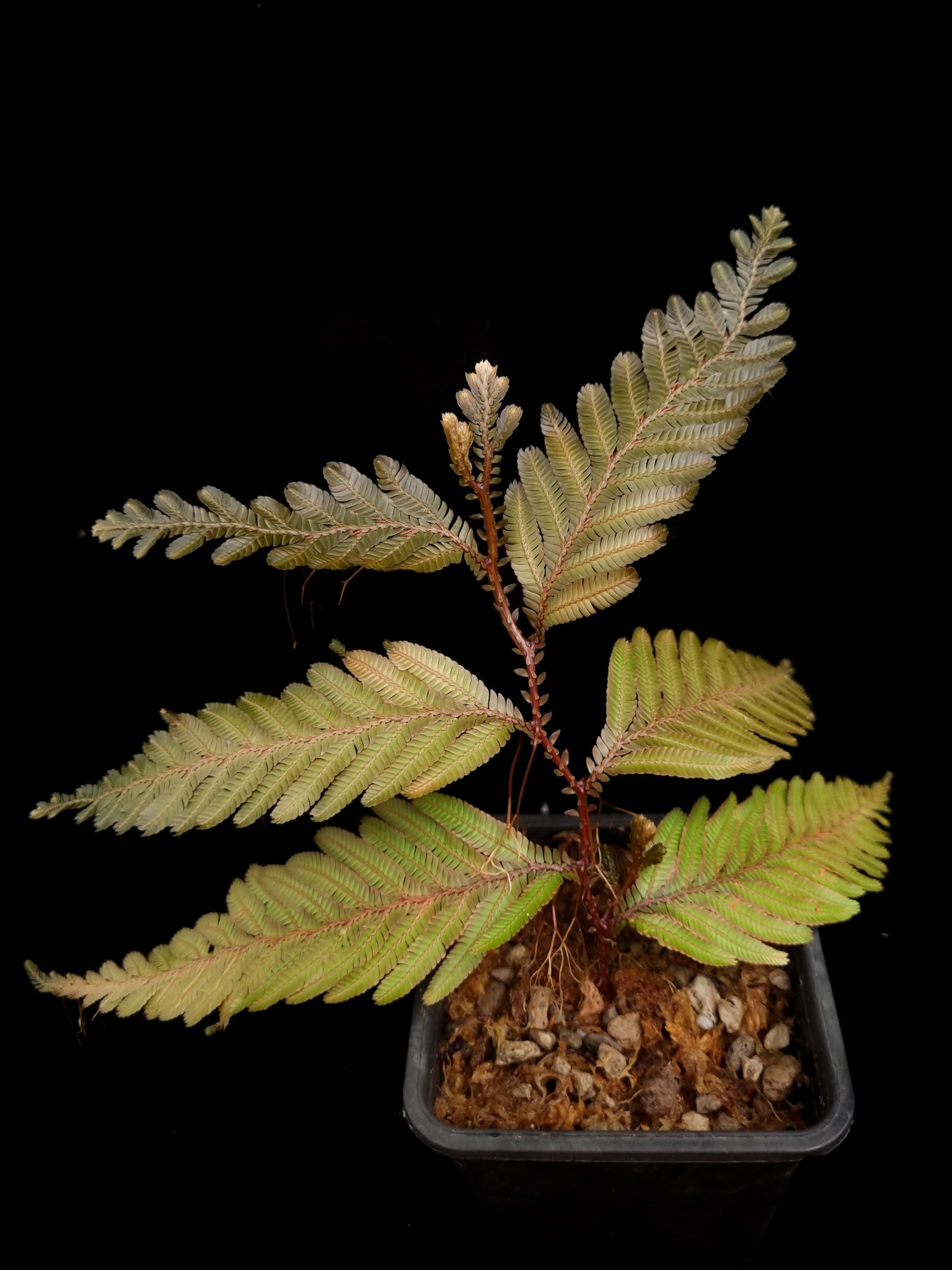 Selaginella sp. sale Singapore potted plant side view