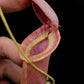 Nepenthes mirabilis echinostoma pitcher plant carnivorous plants sale Singapore peristome