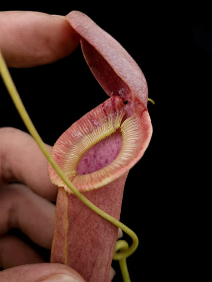 Nepenthes mirabilis echinostoma pitcher plant carnivorous plants sale Singapore peristome