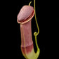 Nepenthes mirabilis echinostoma pitcher plant carnivorous plants sale Singapore front view