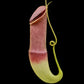 Nepenthes mirabilis echinostoma pitcher plant carnivorous plants sale Singapore side view