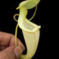 Nepenthes rafflesiana var. minor pitcher plant carnivorous plants sale Singapore front view