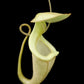 Nepenthes rafflesiana var. minor pitcher plant carnivorous plants sale Singapore front view