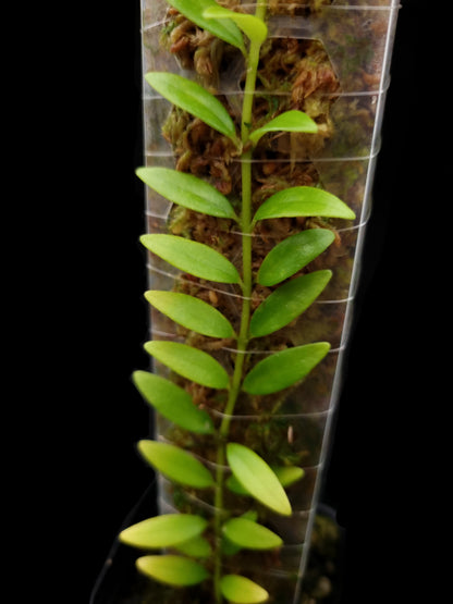 aeschynanthus sp pahang sale Singapore potted plant terrarium leaf detail 