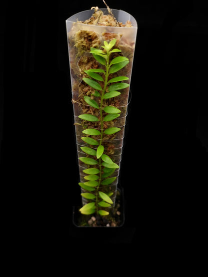 aeschynanthus sp pahang sale Singapore potted plant terrarium top view