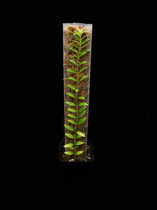 aeschynanthus sp pahang sale Singapore potted plant terrarium front view