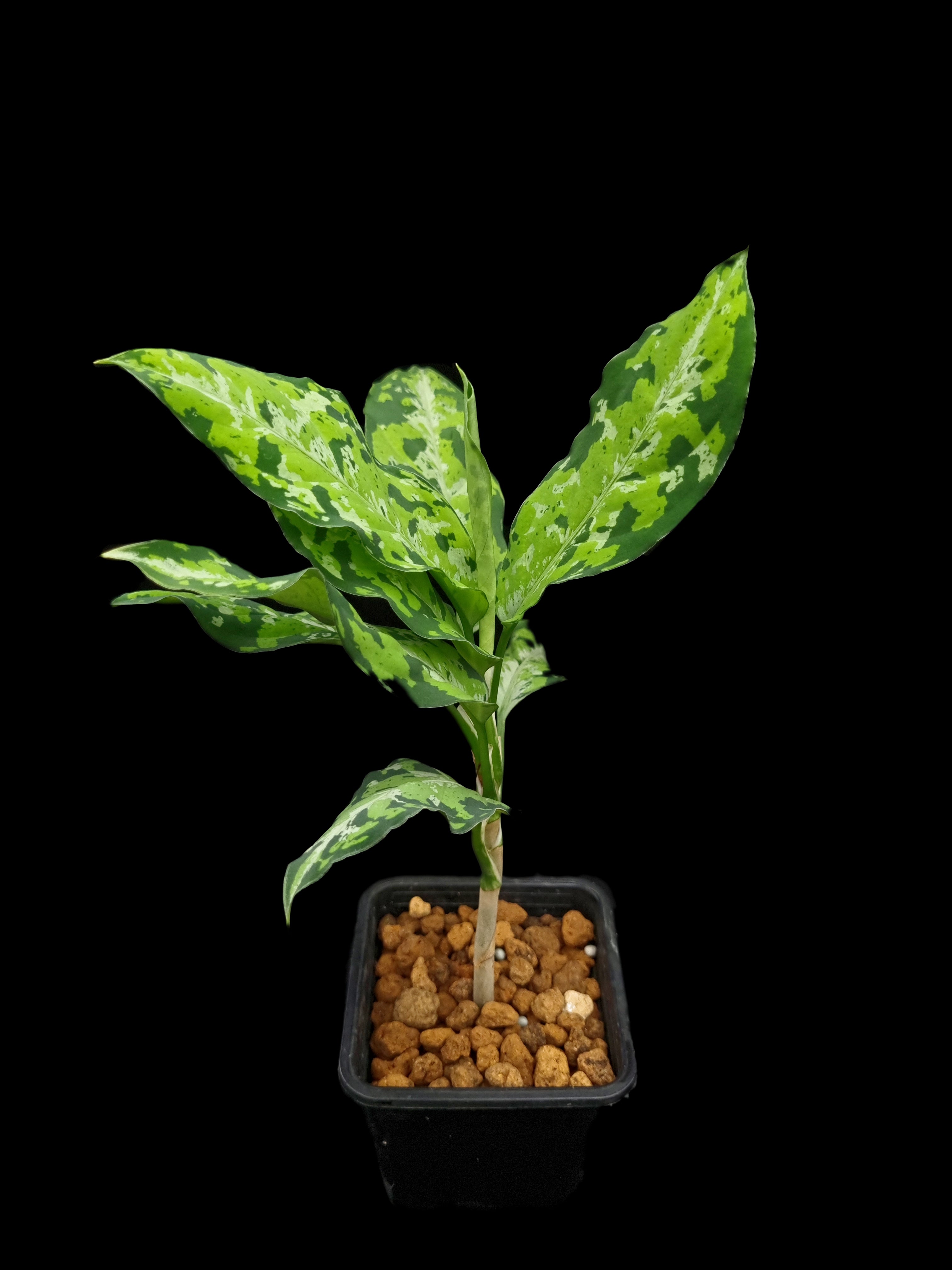 Aglaonema pictum | Potted Plants Singapore | Black Toe Tropicals