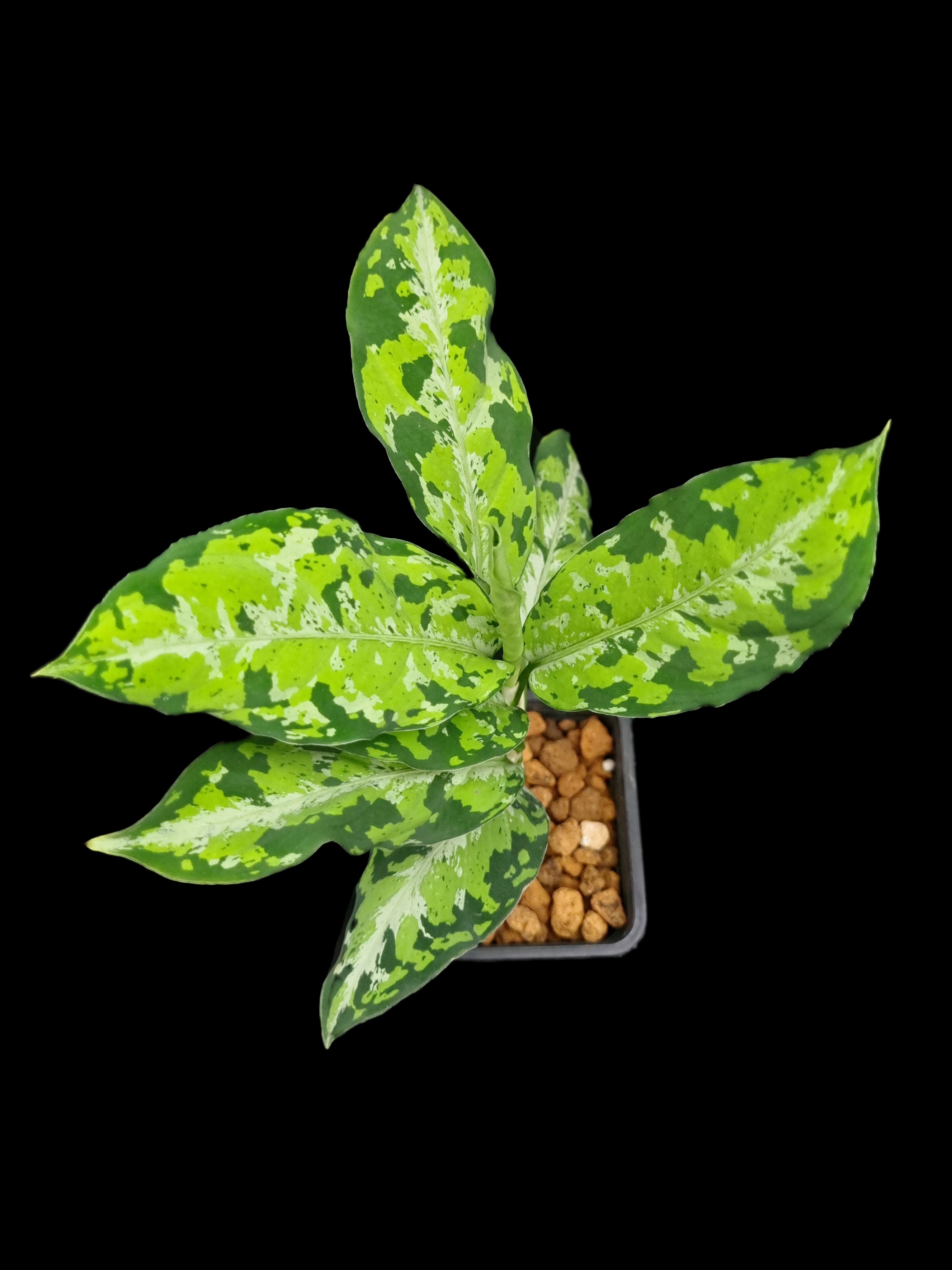 Aglaonema pictum | Potted Plants Singapore | Black Toe Tropicals
