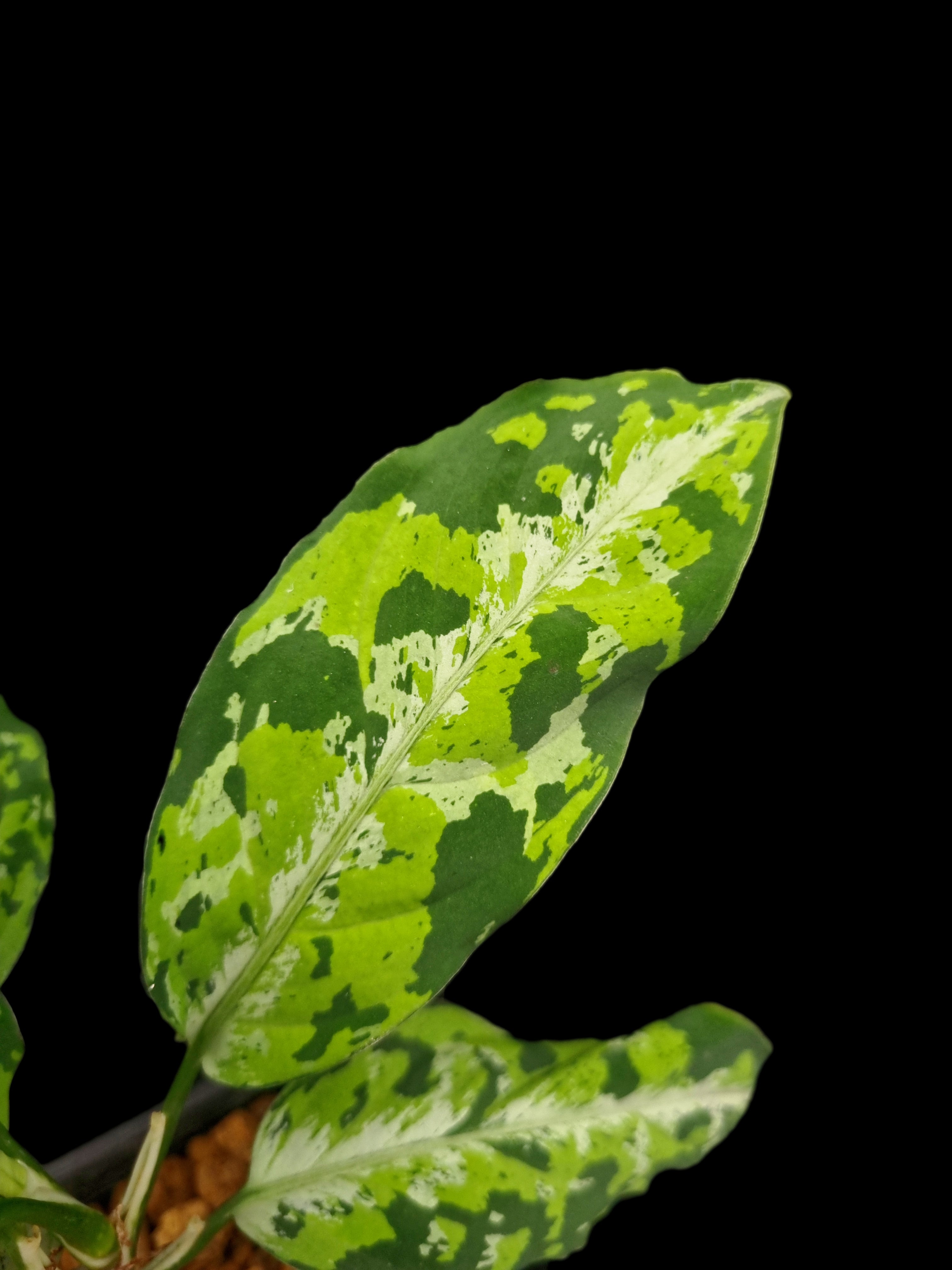 Aglaonema pictum | Potted Plants Singapore | Black Toe Tropicals