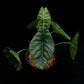 alocasia puncakborneensis sale Singapore potted plant elephant ear